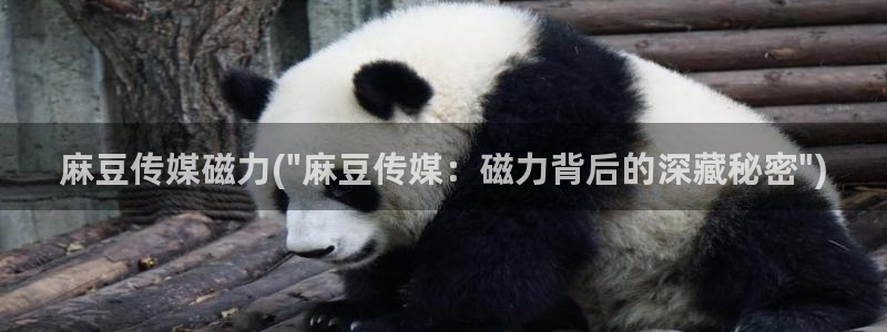 精品麻豆：麻豆传媒磁力(\